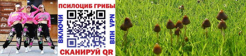 Галлюциногенные грибы Psilocybine cubensis Калачинск